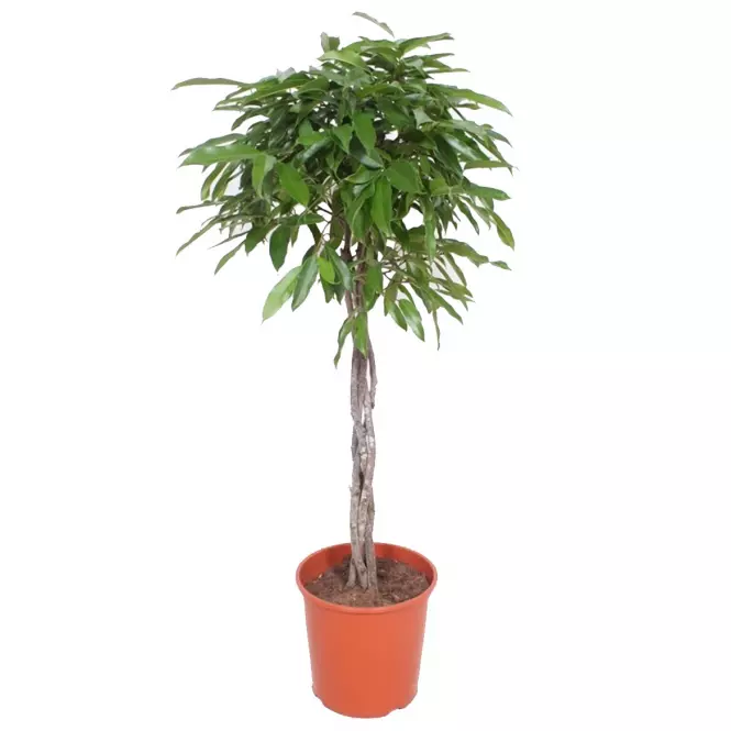 Ficus amstel king 30/140