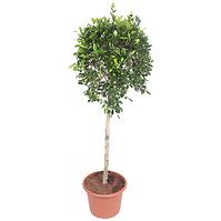 Ficus nitida 40/170