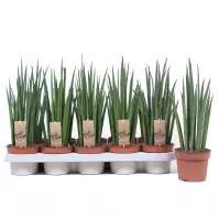 Sansevieria mikado 12/40