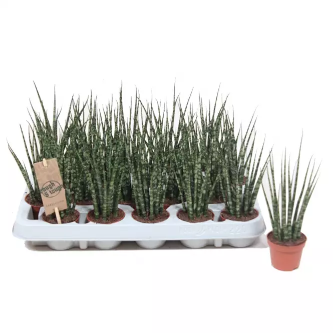 Sansevieria fernwood mikado 6/20