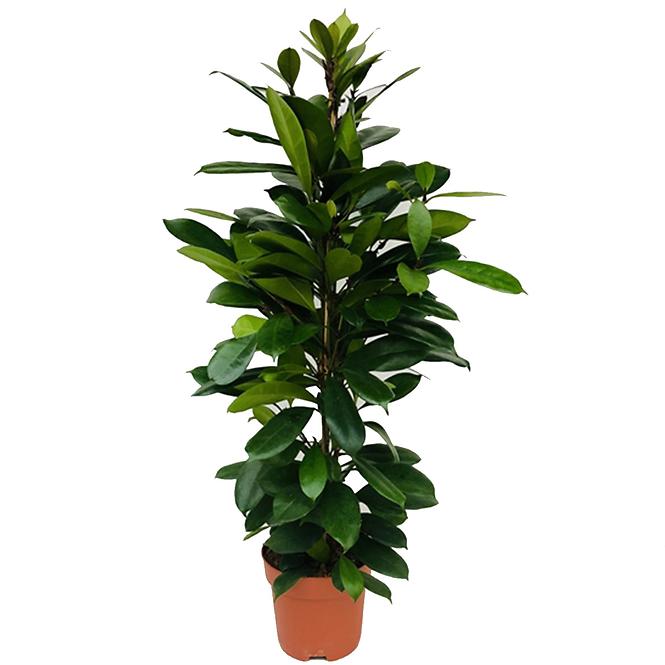 Ficus cyathistipula 21/105