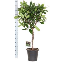 Ficus cyathistipula (bol op stam) 32/150