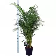 Dypsis lutescens 27/150