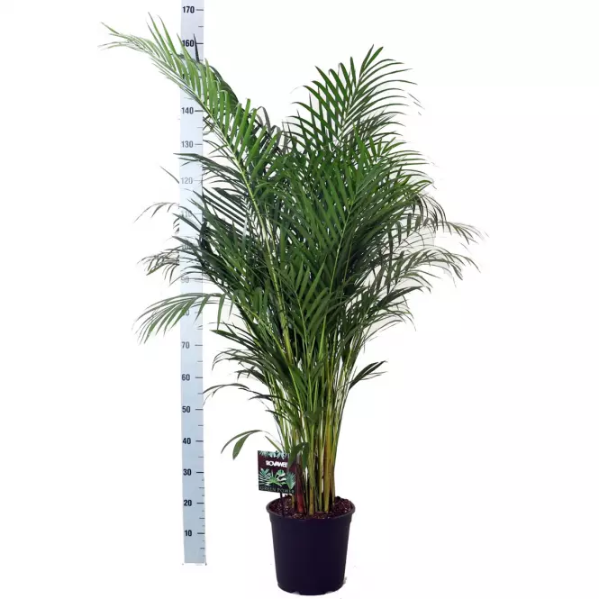 Dypsis lutescens 27/150