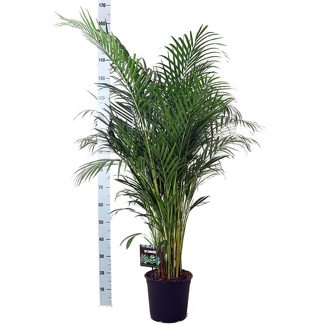 Dypsis lutescens 27/150