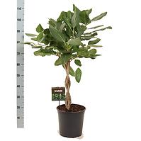 Ficus bengh. Audrey gevlochten stam 27/120