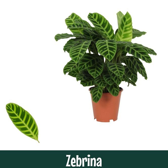 Calathea zebrina 19/80