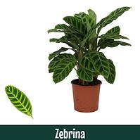 Calathea zebrina 14/40
