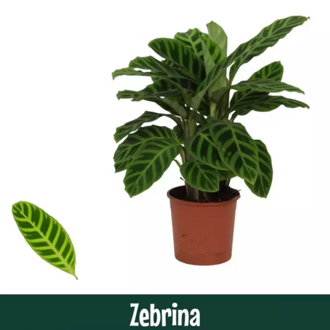 Calathea zebrina 14/40