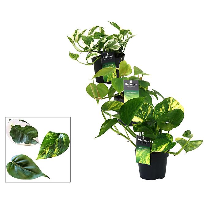 Mix scindapsus (epipremnum) / philodendron 12/