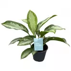 Green agla silver bay (aglaonema) 14/40
