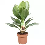 Aglaonema silver bay 17/45