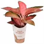 Aglaonema red star 12/35