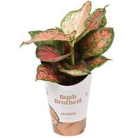 Aglaonema spotted star 12/35