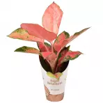 Aglaonema orange star 12/35