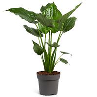 Alocasia cucullata 24/110