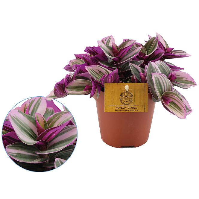 Tradescantia nanouk 12/20