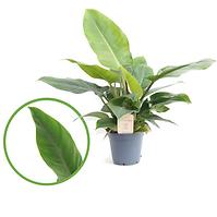 Philodendron imperial green 17/60