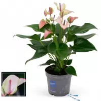 Anthurium pulse 12/45