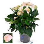 Anthurium peach 17/55