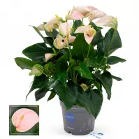 Anthurium peach 17/55