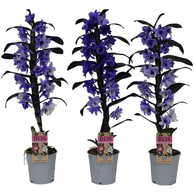 Dendrobium nobilé 1-tak purple 12/50