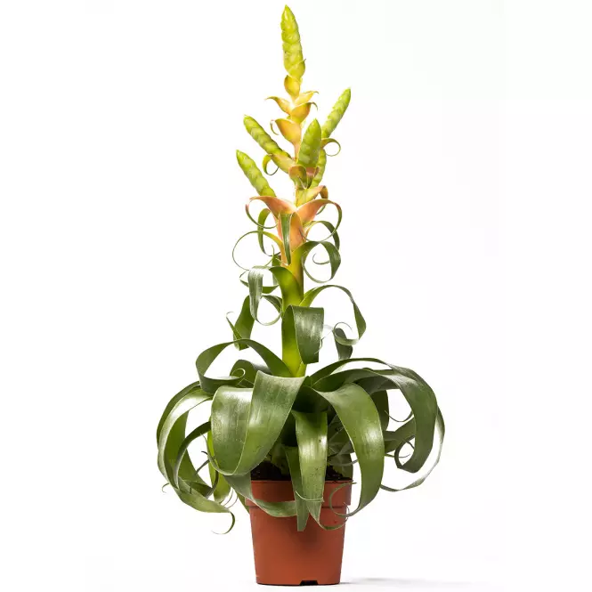 Tillandsia samantha 12/55