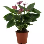 Anthurium baby purple 12/36