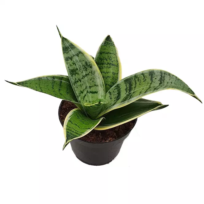 Sanseveria silver star 9/20