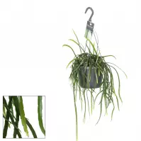 Lepisium bolivianum 17/40