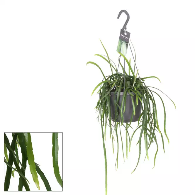 Lepisium bolivianum 17/40