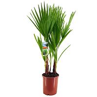 Washingtonia robusta 21/80