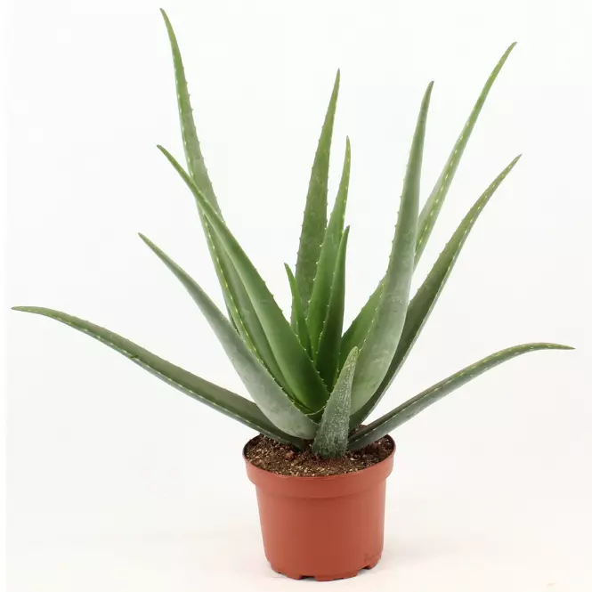 Aloe vera p19 19/65