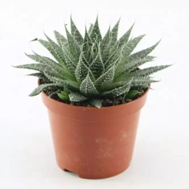 Aloë aristata 8.5/15