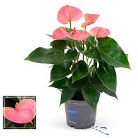 Anthurium pink 12/45