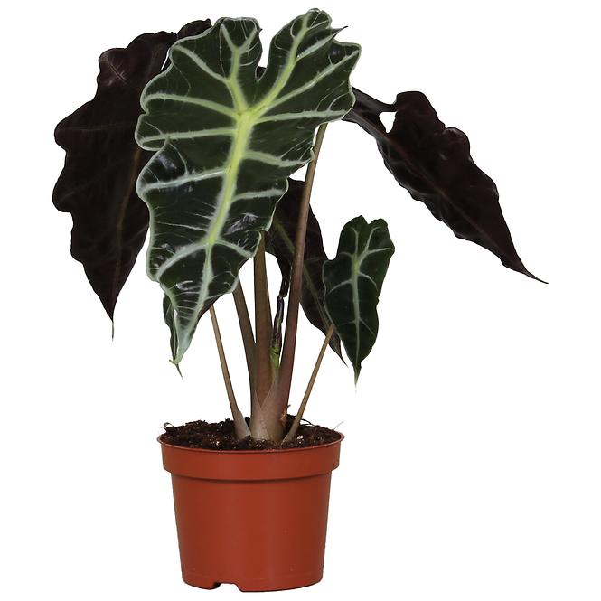 Alocasia Polly