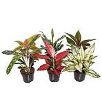 Aglaonema Mix