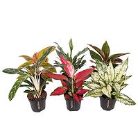 Aglaonema Mix