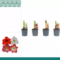 Amaryllis/Hippeastrum 1 St