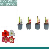 Amaryllis/Hippeastrum 1 St