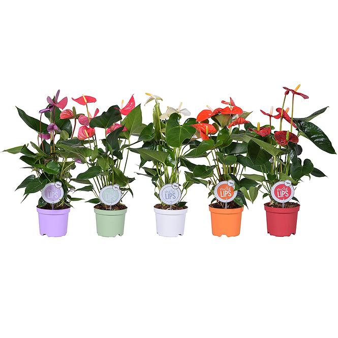 Anthurium Andr. Mix