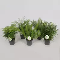 Asparagus Mix