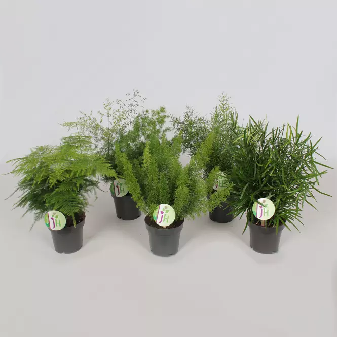 Asparagus Mix