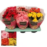 Begonia Elatior Mix