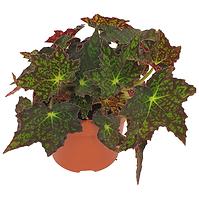 Begonia Rex