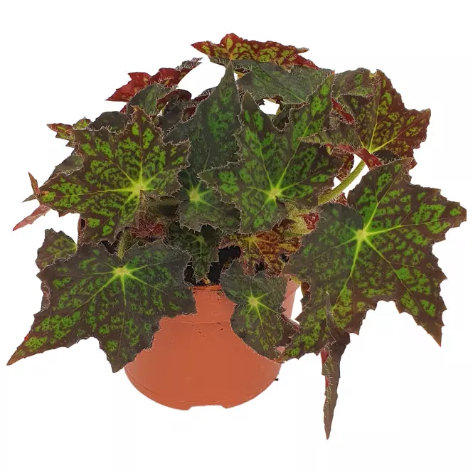Begonia Rex