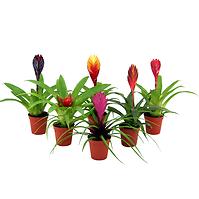 Bromelia Mix