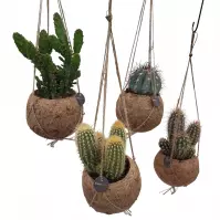 Cactus Mix + Cer.Pot