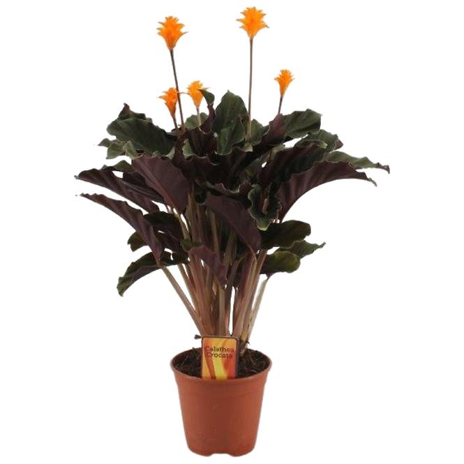 Calathea Crocata