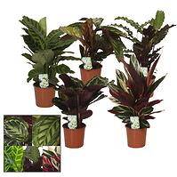 Calathea Mix